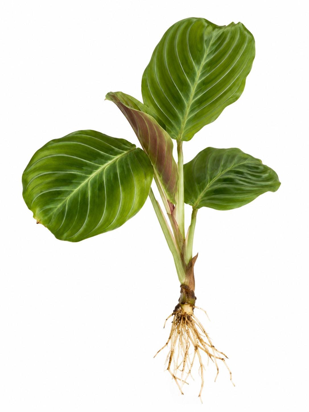 Maranta Cat Moustache cutting