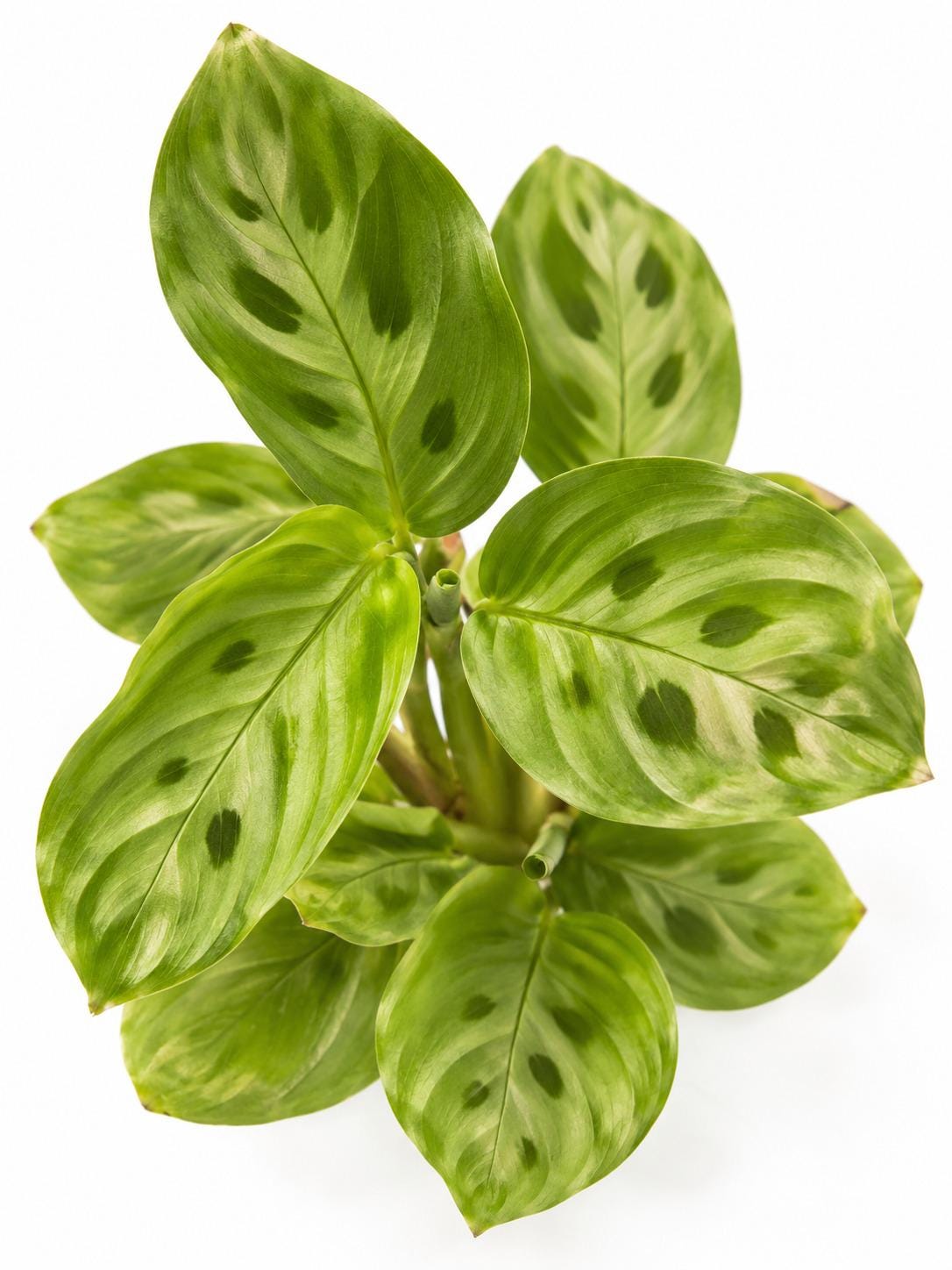 Maranta Repens Mini cutting photo 2