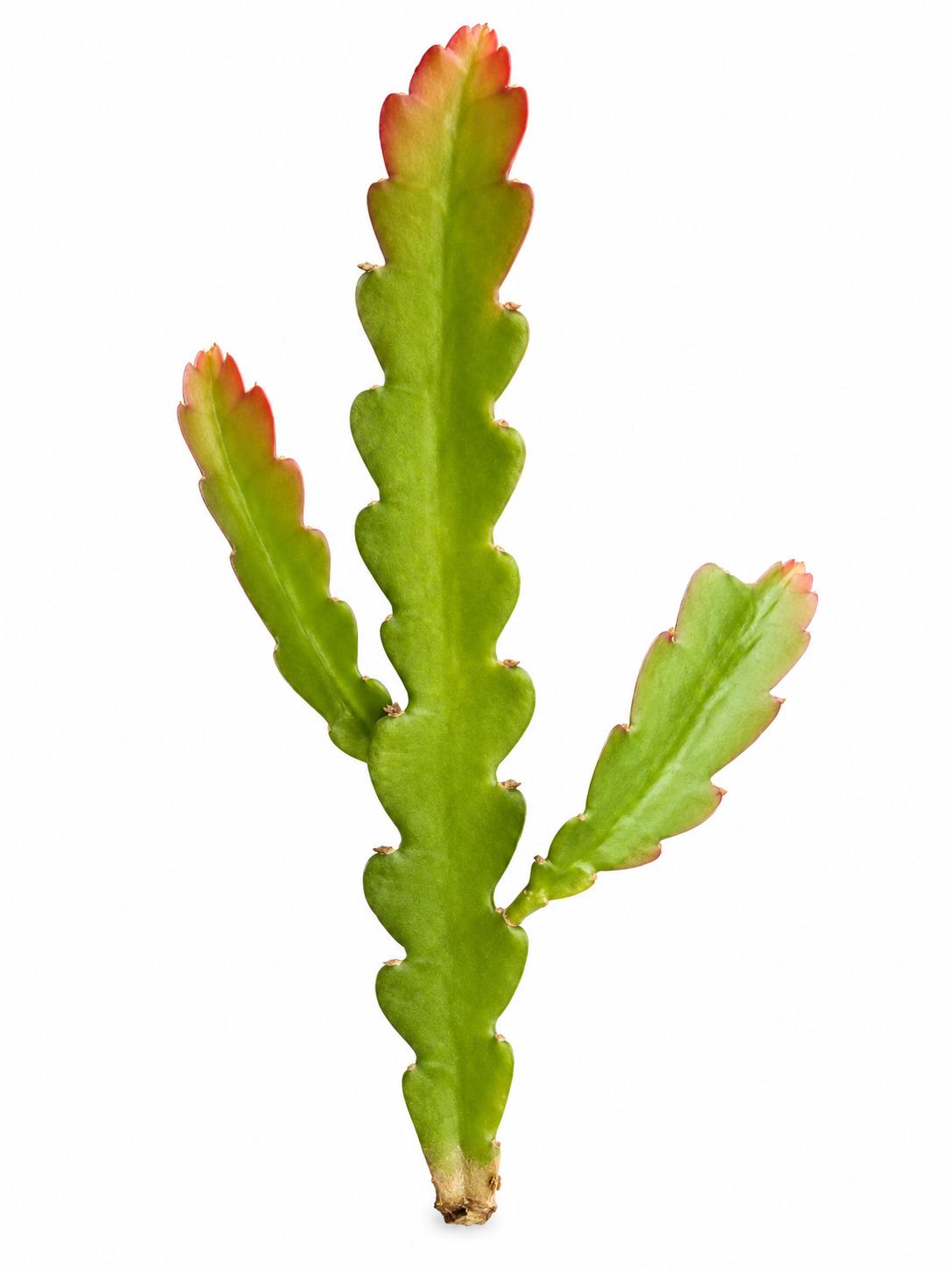 Disocactus Phyllanthoides cutting