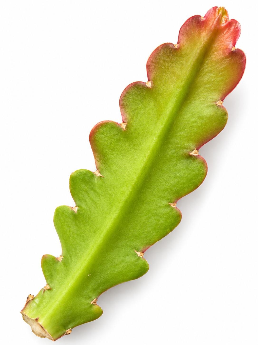 Disocactus Phyllanthoides cutting photo 2