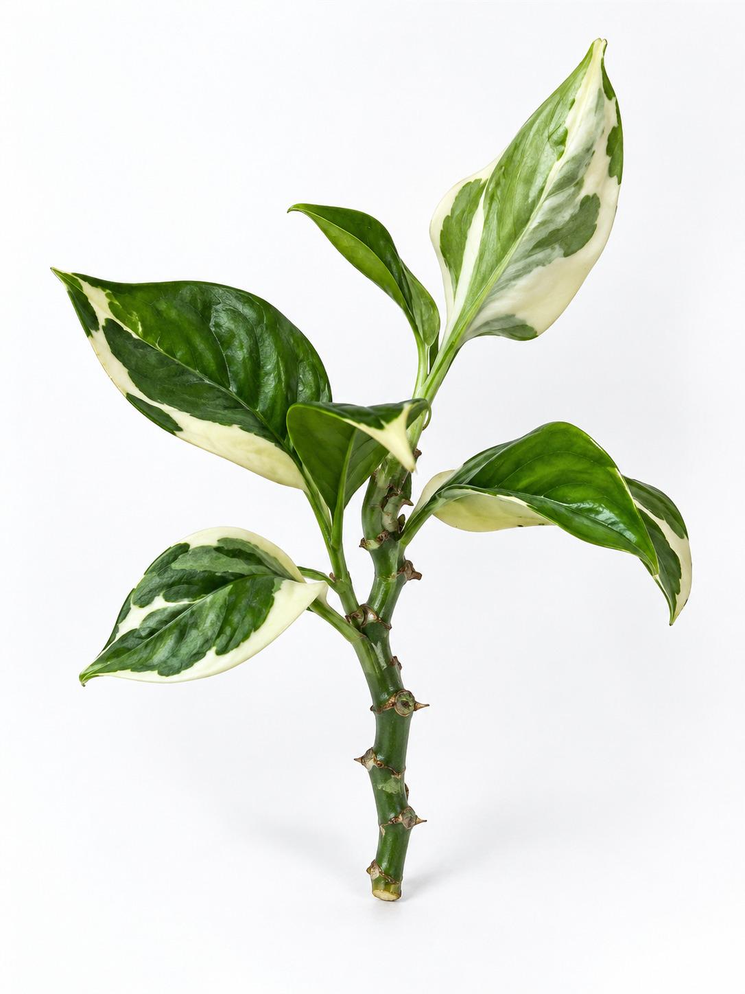 Euphorbia Tithymaloides Devils Backbone cutting