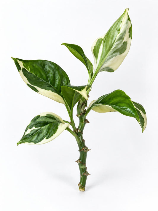Euphorbia Tithymaloides Devils Backbone cutting