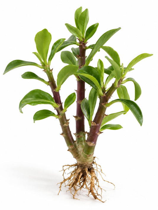 Euphorbia Monadenium cutting