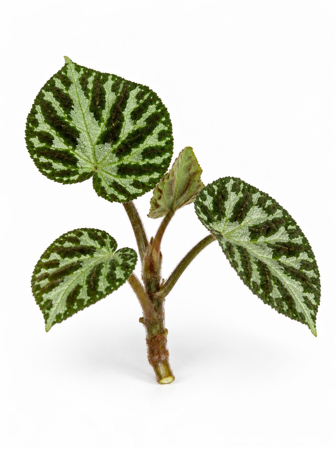 Begonia Silver Jewel cutting