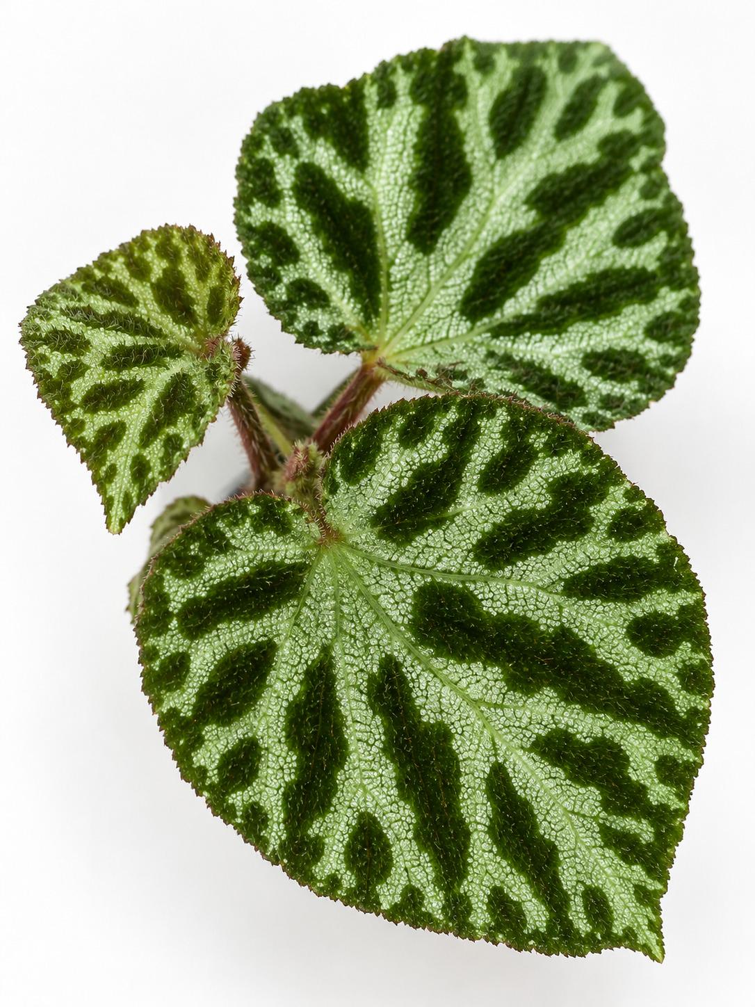 Begonia Silver Jewel cutting photo 2