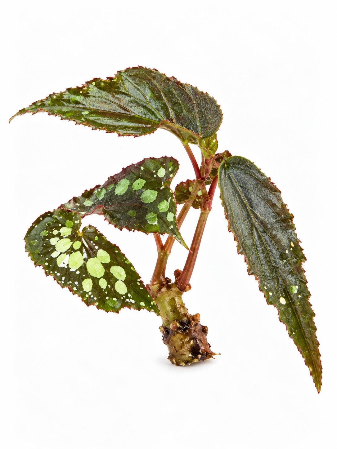Begonia Umbrella Sp Borneo cutting