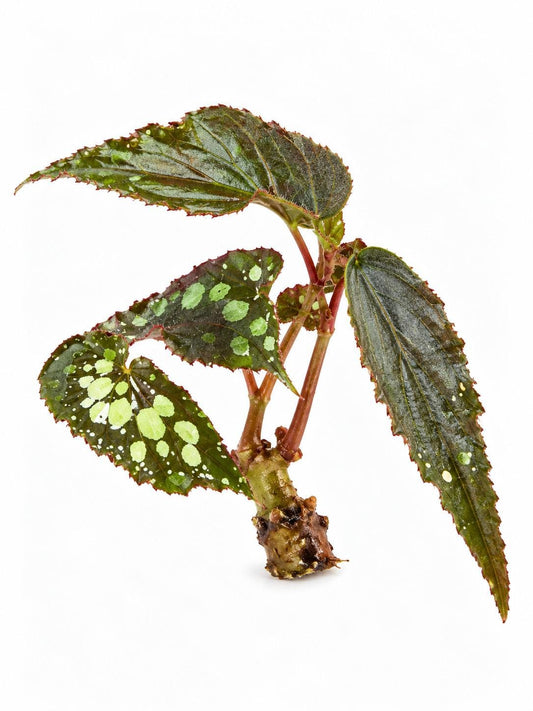 Begonia Umbrella Sp Borneo cutting