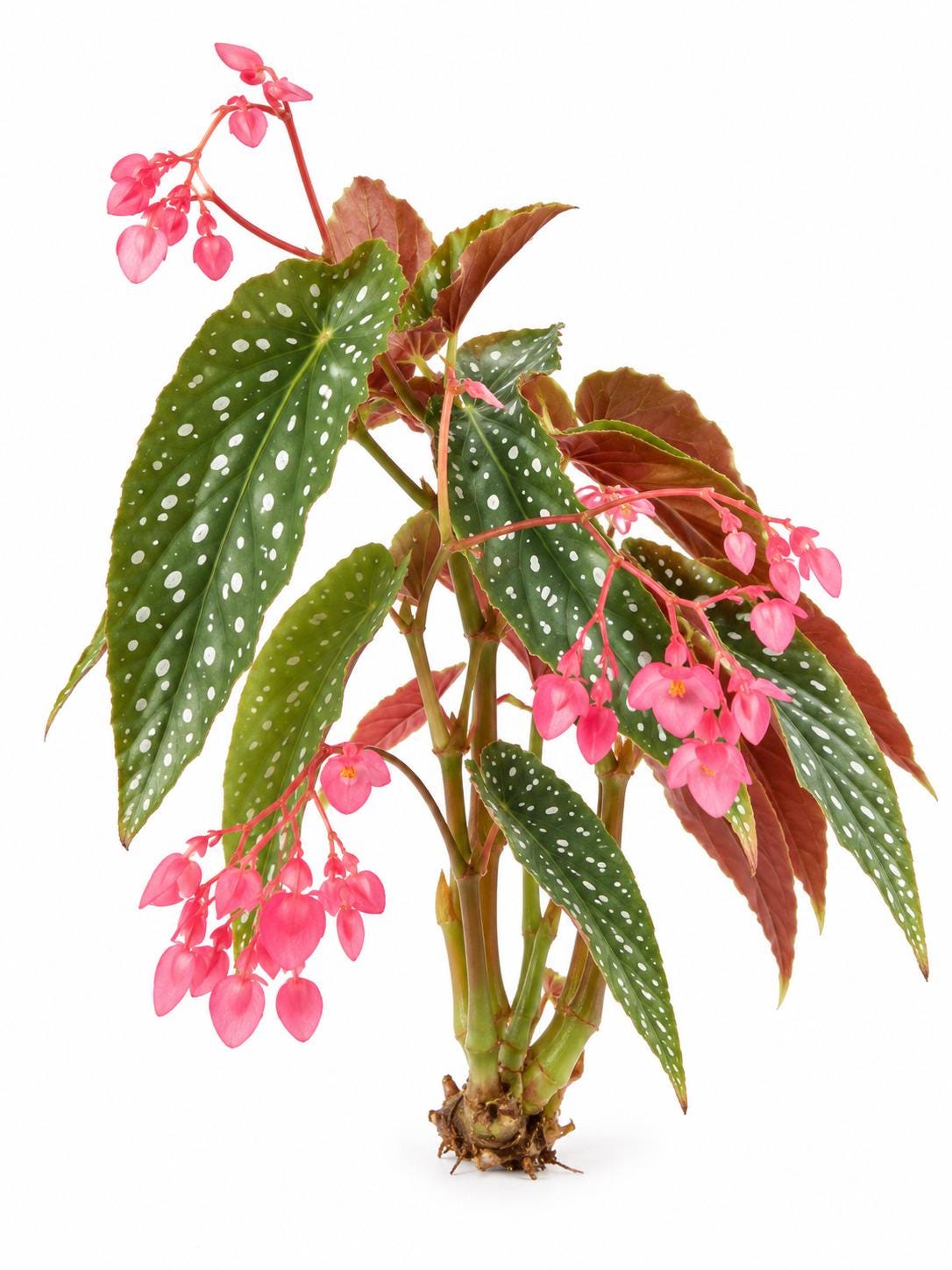 Begonia Multi Dots cutting
