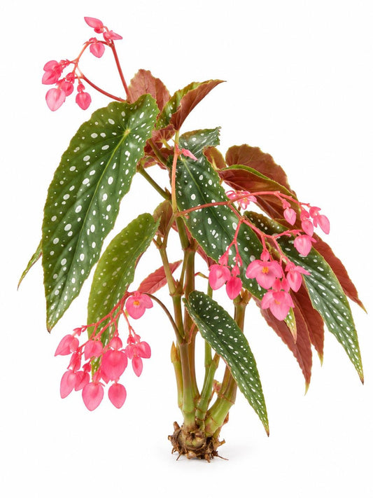Begonia Multi Dots cutting