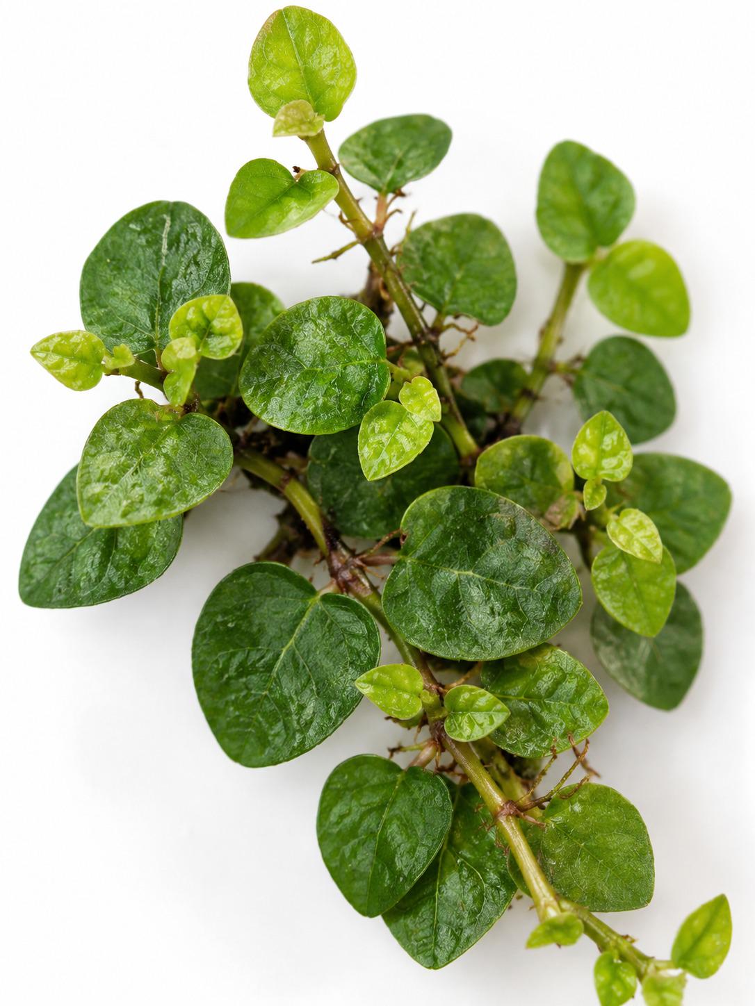 Ficus Pumila Creeping Fig cutting photo 2