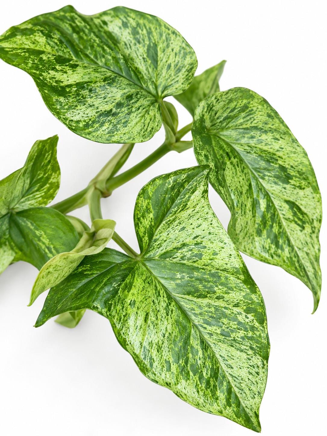 Syngonium Mint cutting photo 2