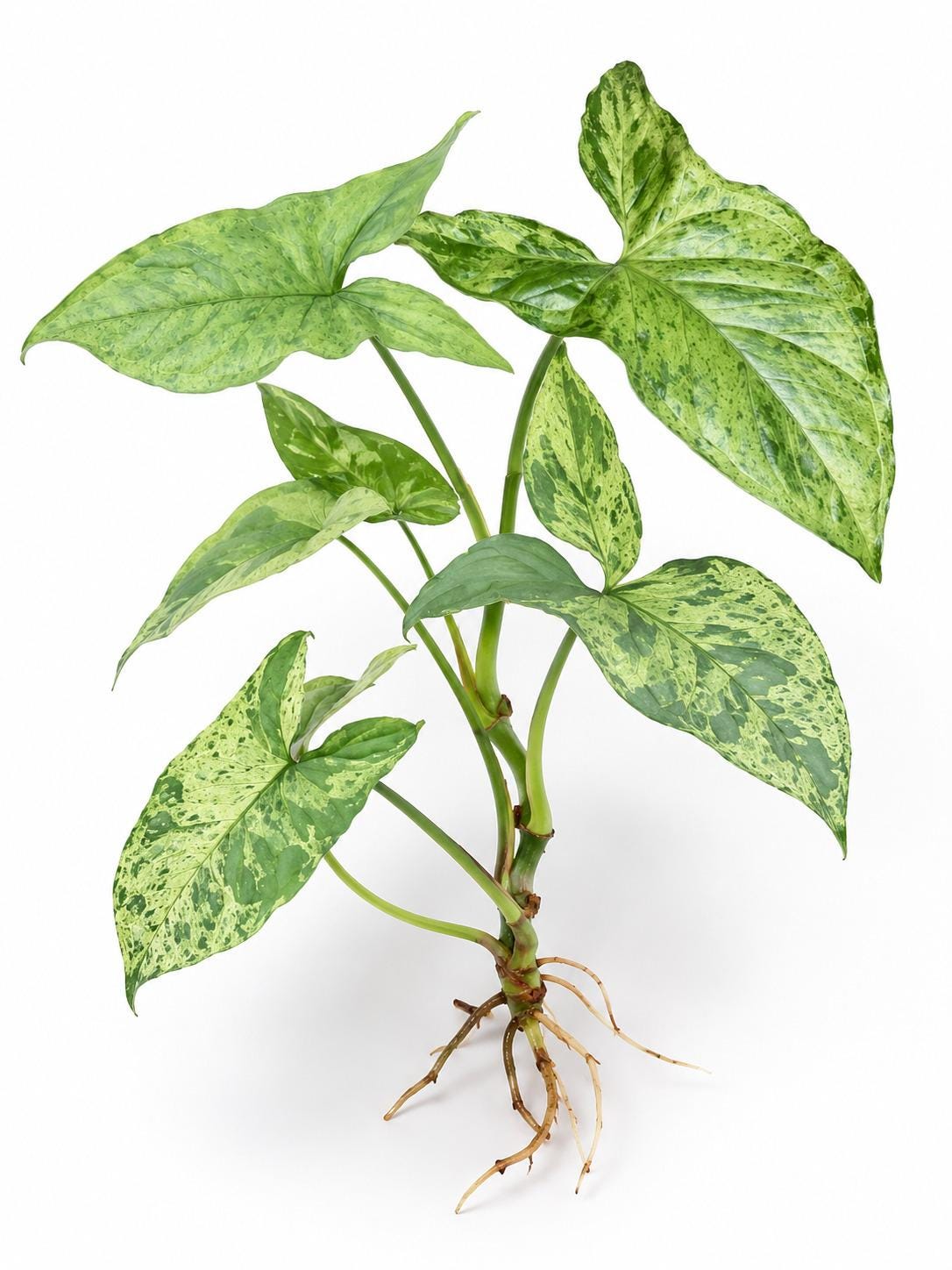 Syngonium Mint cutting