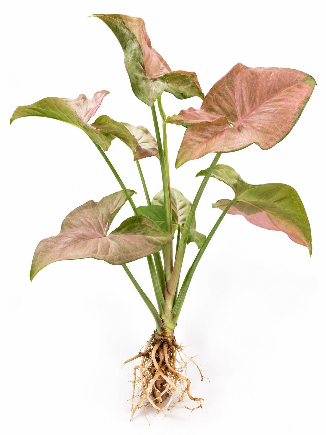 Syngonium Pink Neon cutting