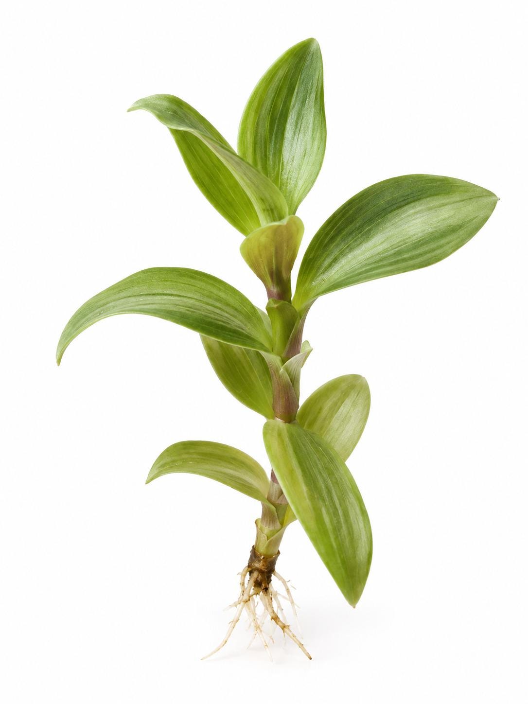 Tradescantia Gelfling cutting