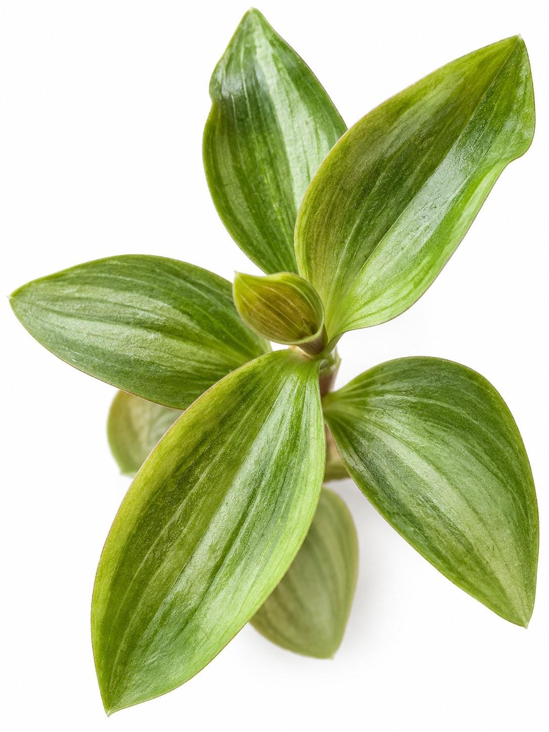 Tradescantia Gelfling cutting photo 2