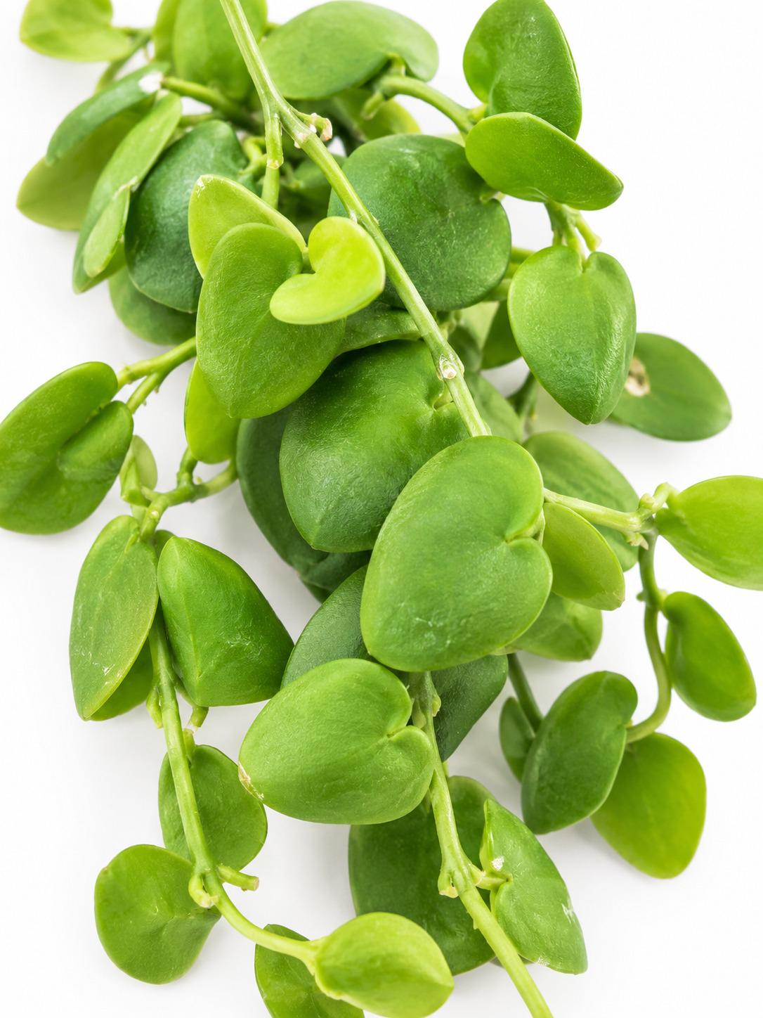 Dischidia Platyphylla cutting photo 2