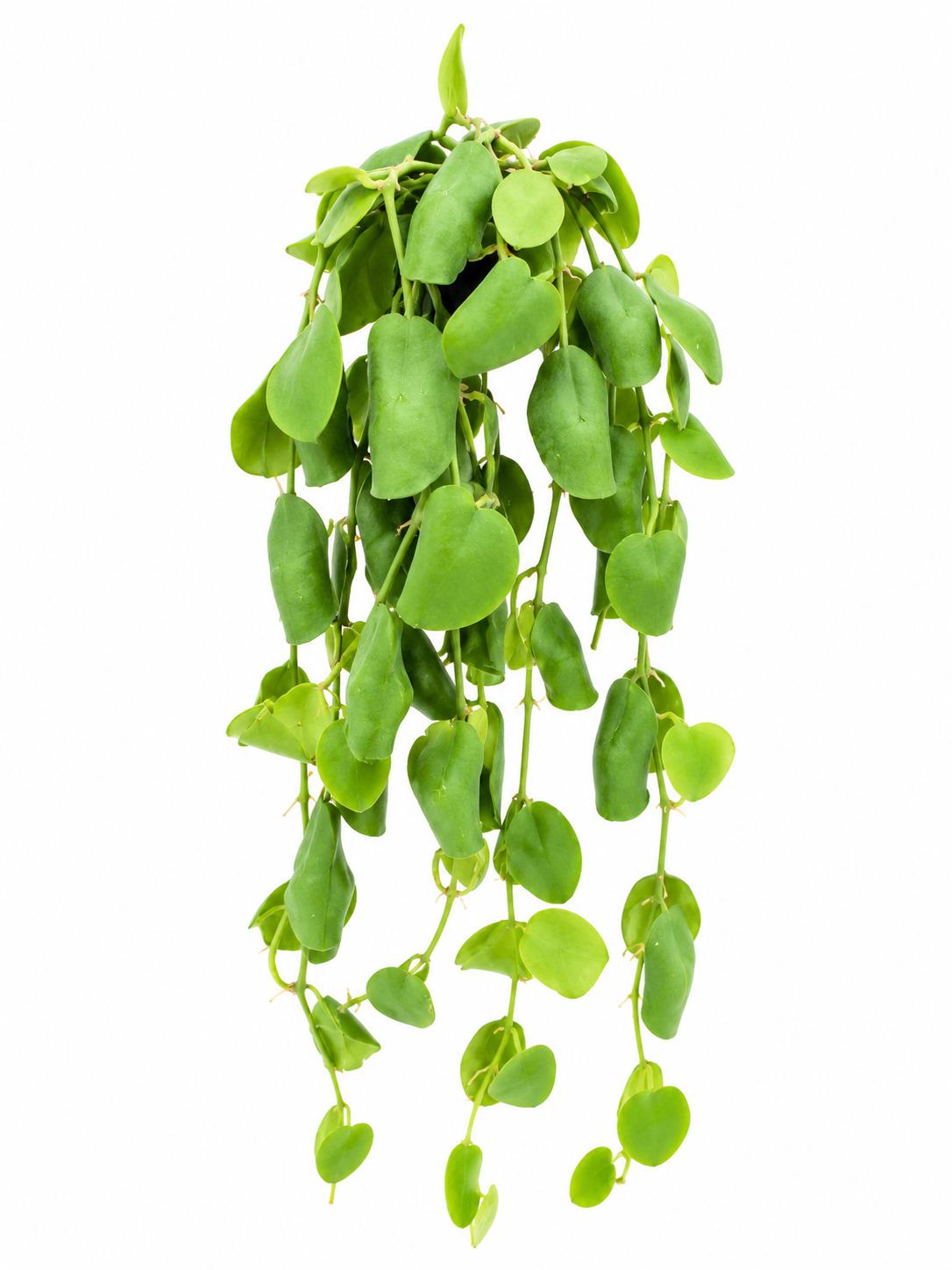 Dischidia Platyphylla cutting