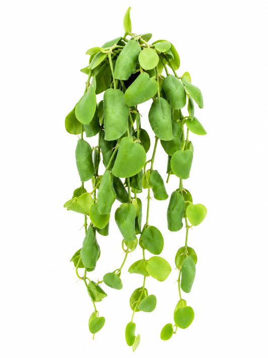 Dischidia Platyphylla cutting