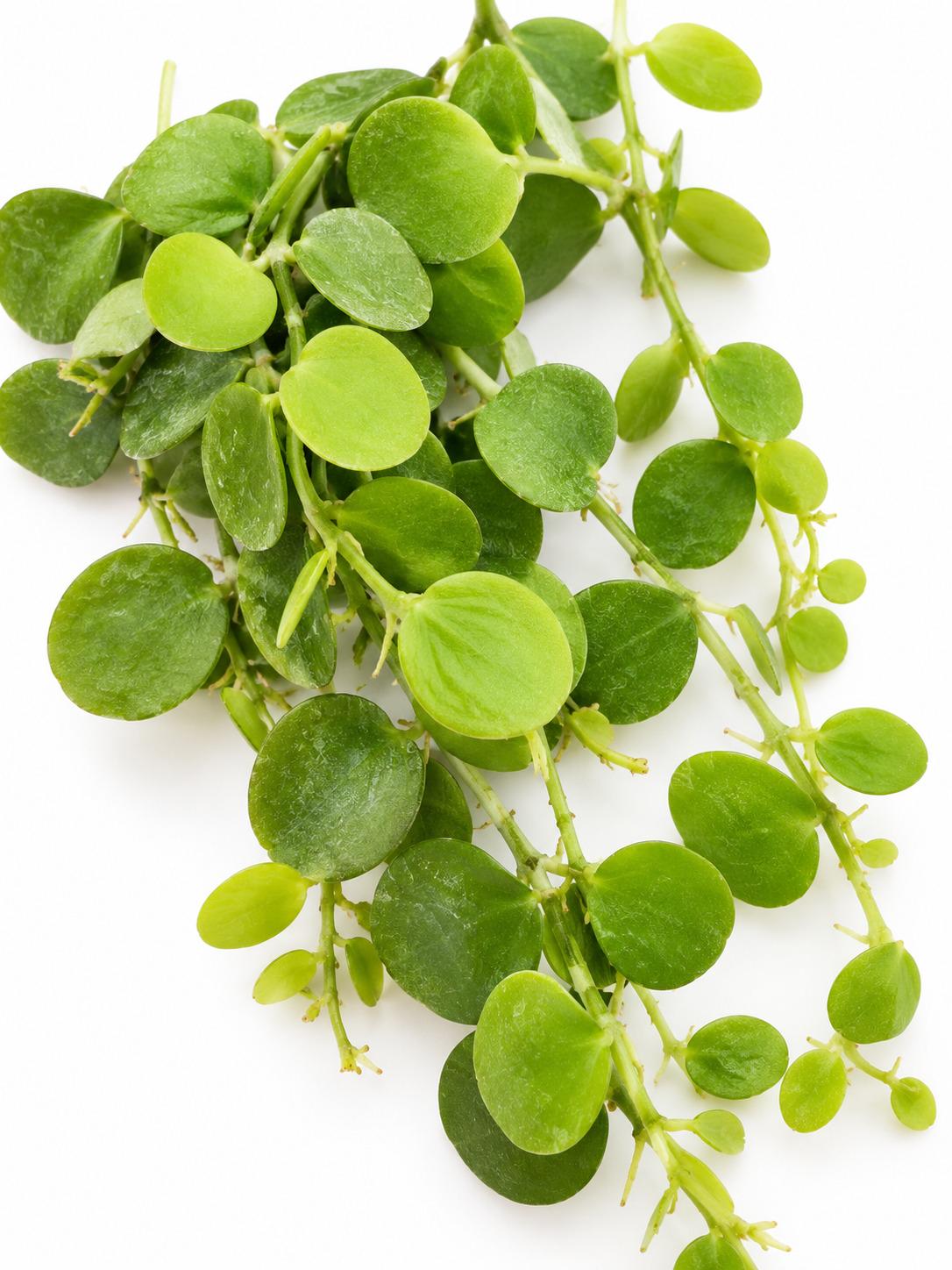 Dischidia Pectenoides cutting photo 2