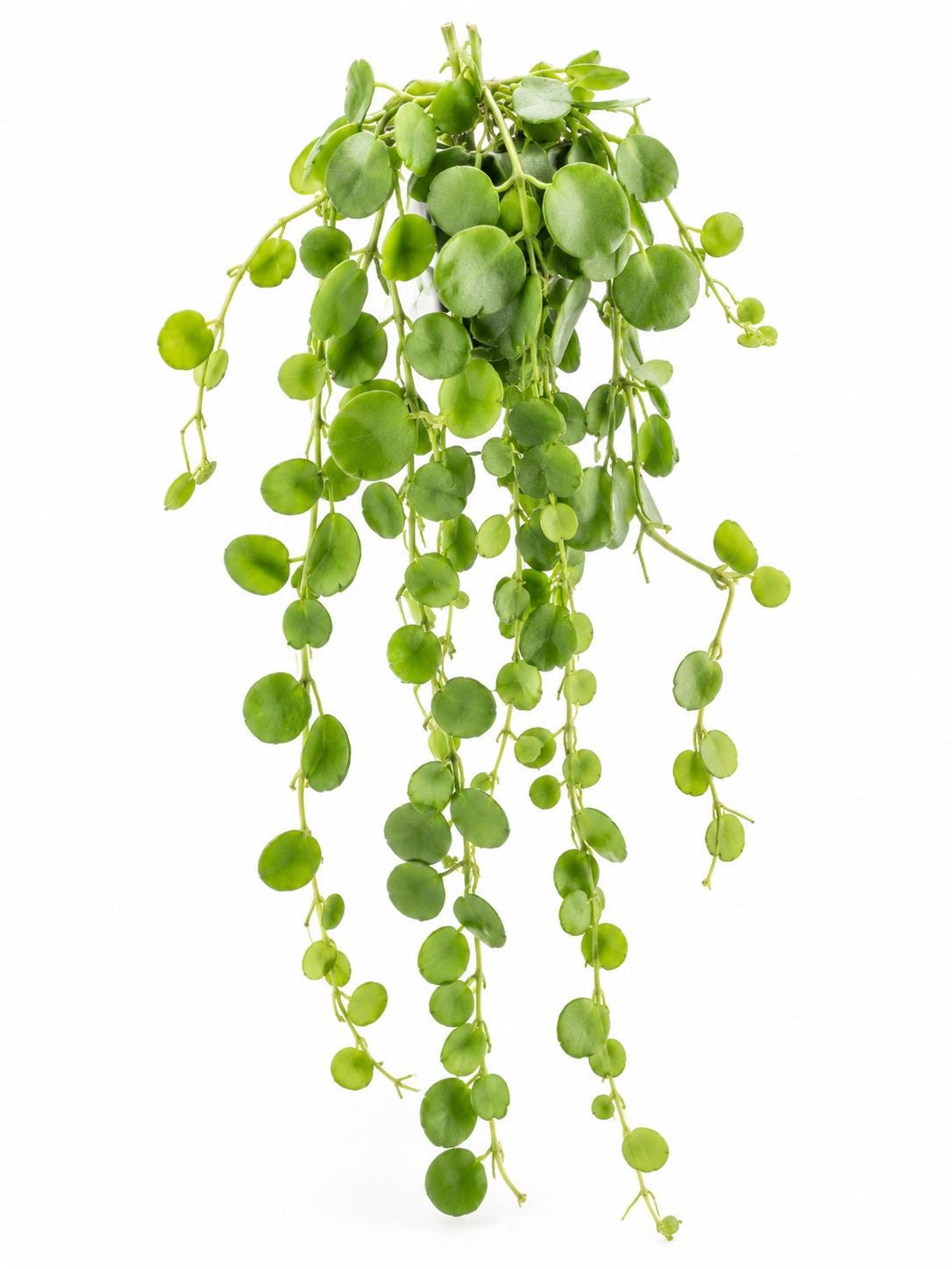 Dischidia Pectenoides cutting