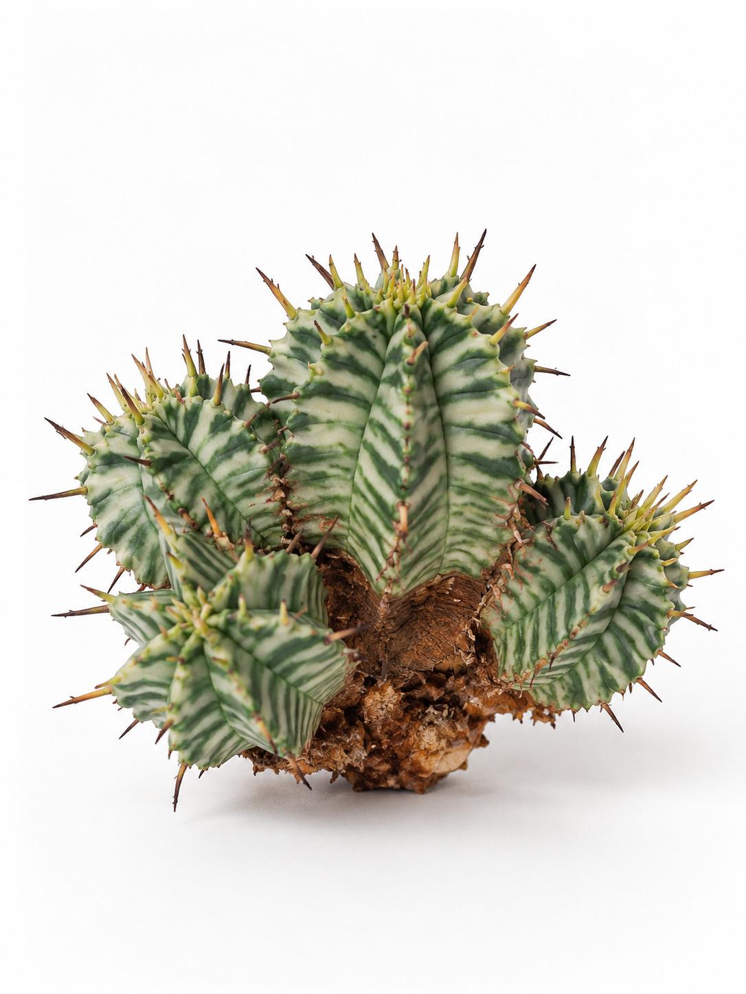 Euphorbia Melofromis Variegata cutting