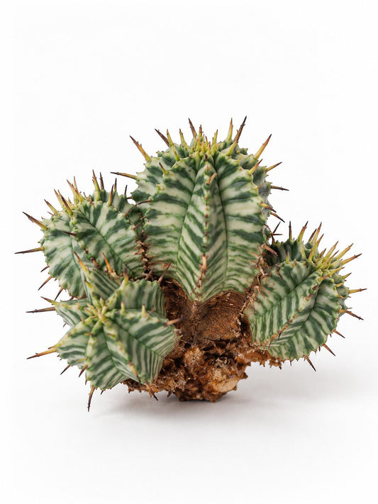 Euphorbia Melofromis Variegata cutting