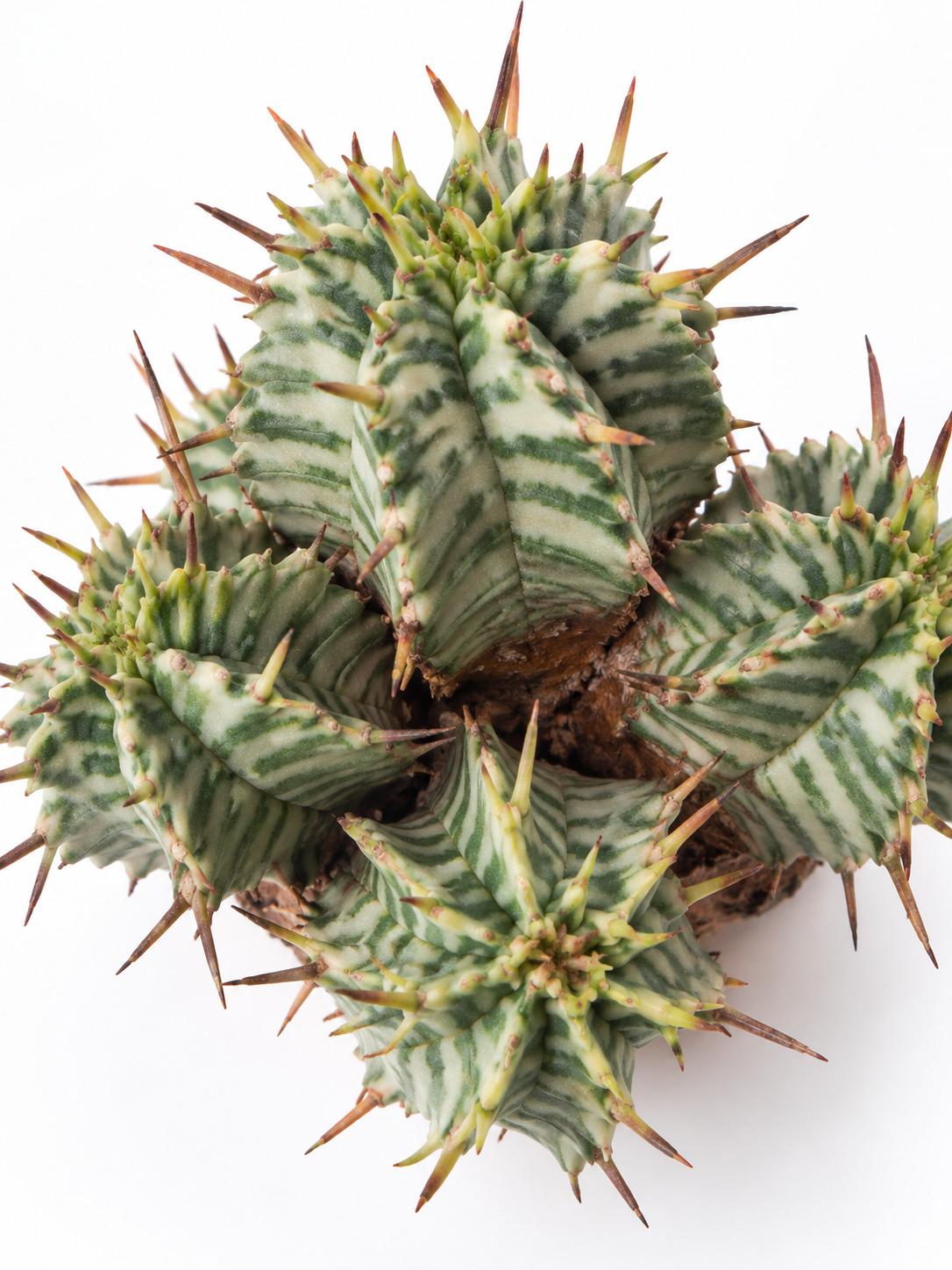 Euphorbia Melofromis Variegata cutting photo 2