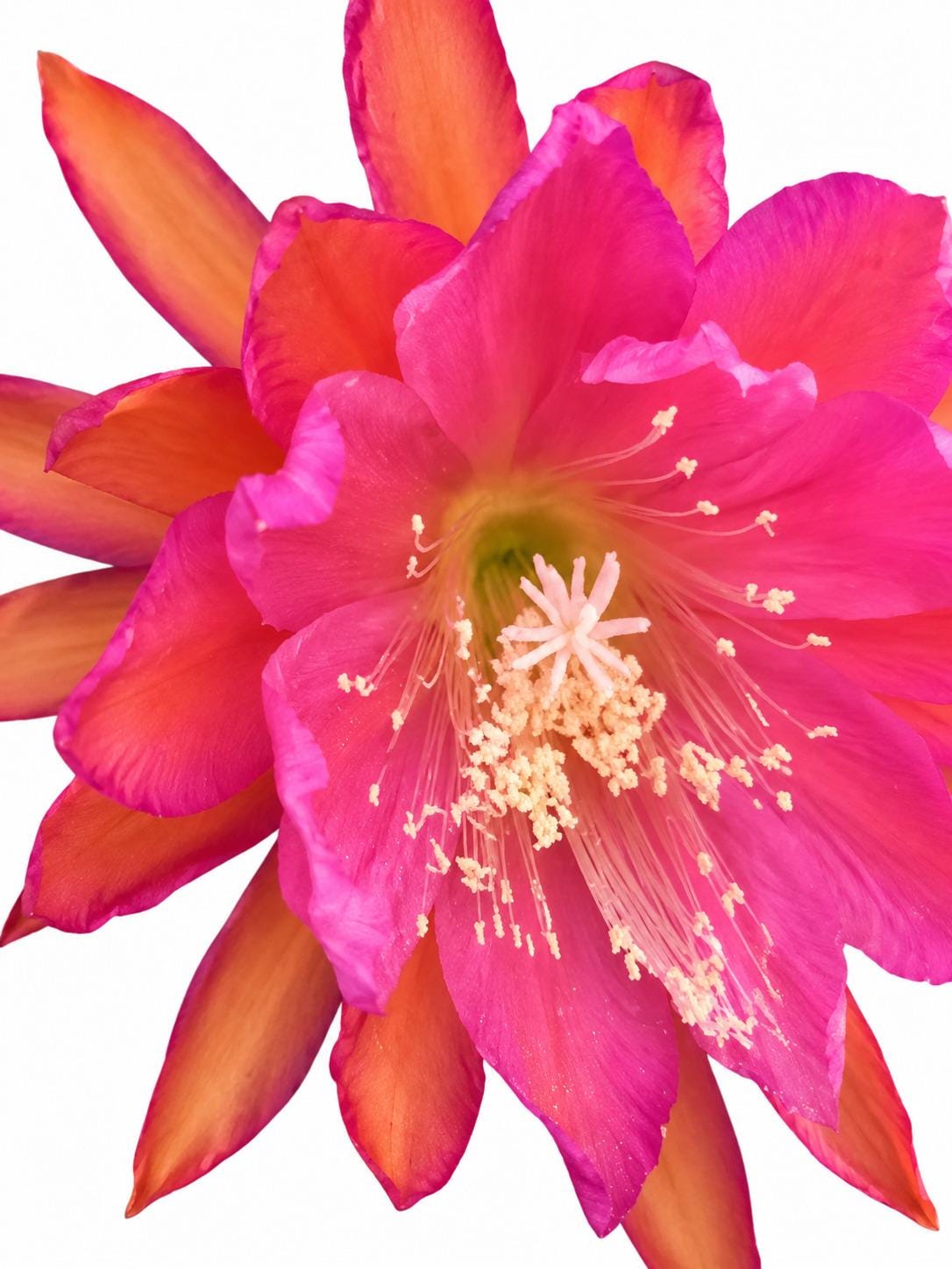 Epiphyllum Sarah Courant cutting photo 2
