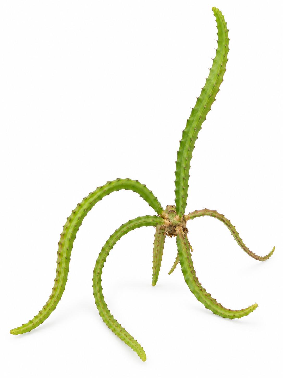 Queen of the Night Cactus cutting