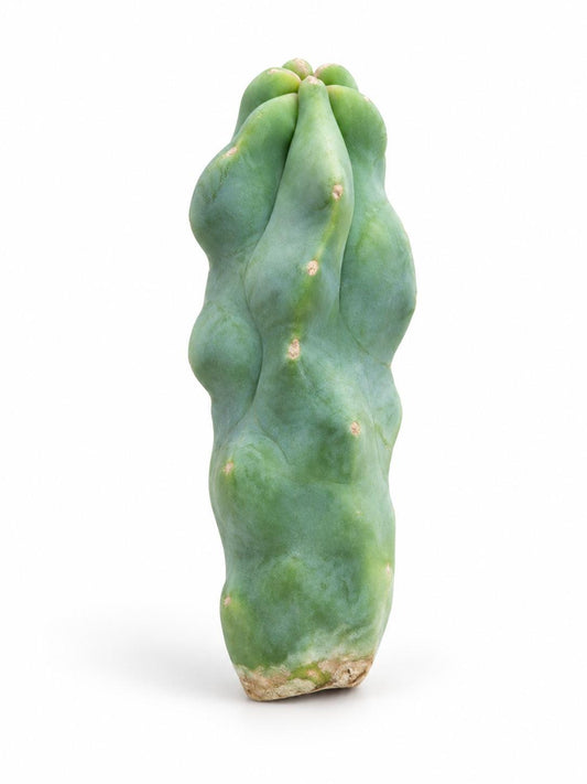 Totem Pole Cactus Monstrose cutting