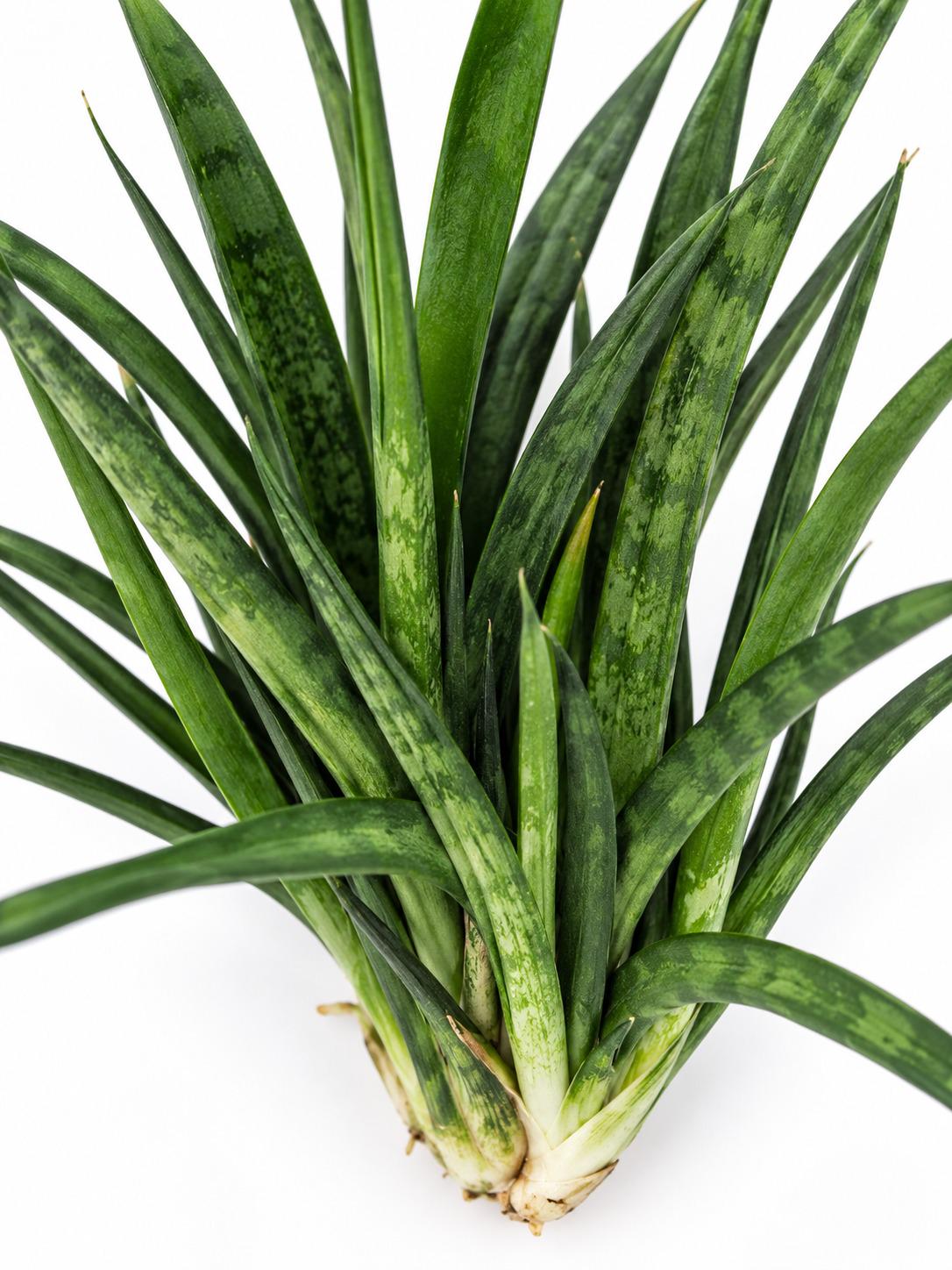 Sansevieria Narrow Leaf plant photo 2