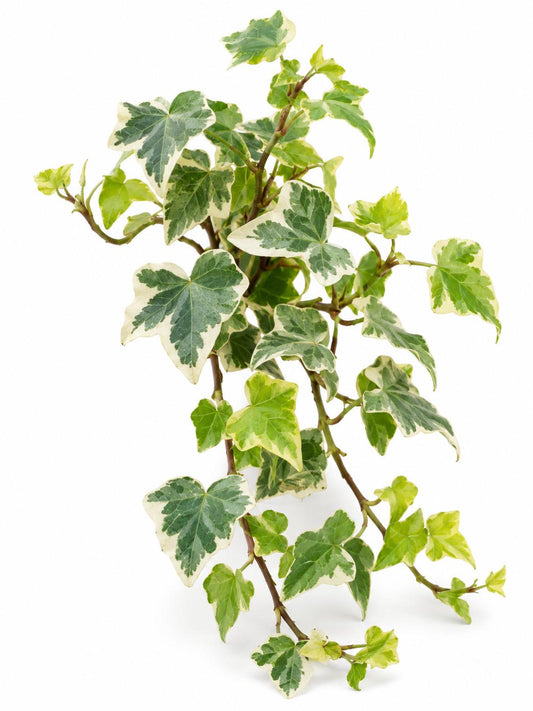 Hedera Blond Ivy cutting