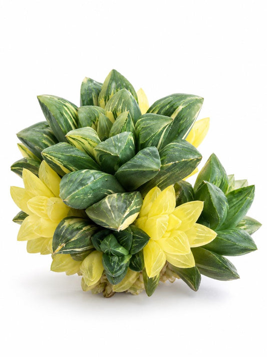 Haworthia Heidelbergensis Variegata plant