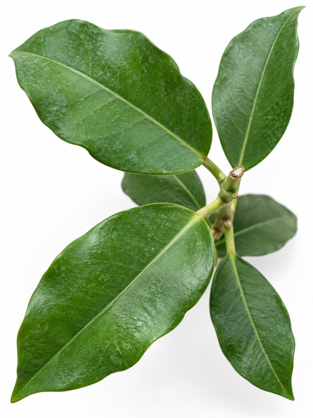 Hoya Imperialis Alba cutting photo 2