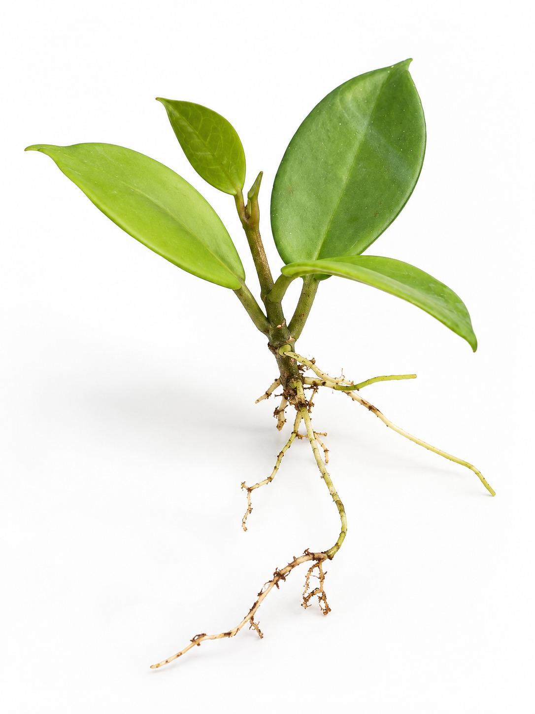 Hoya Joel cutting