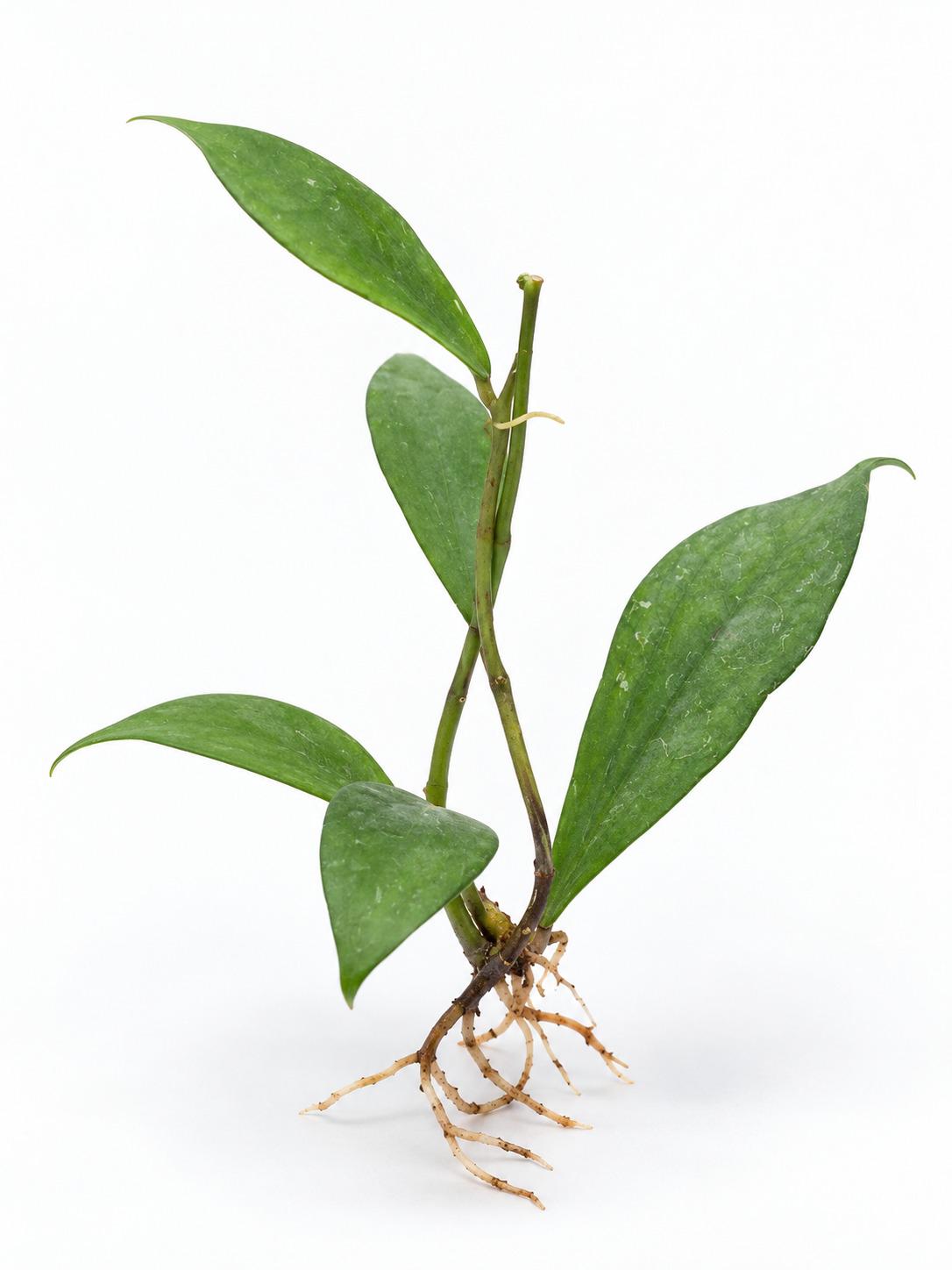 Hoya Jennifer cutting
