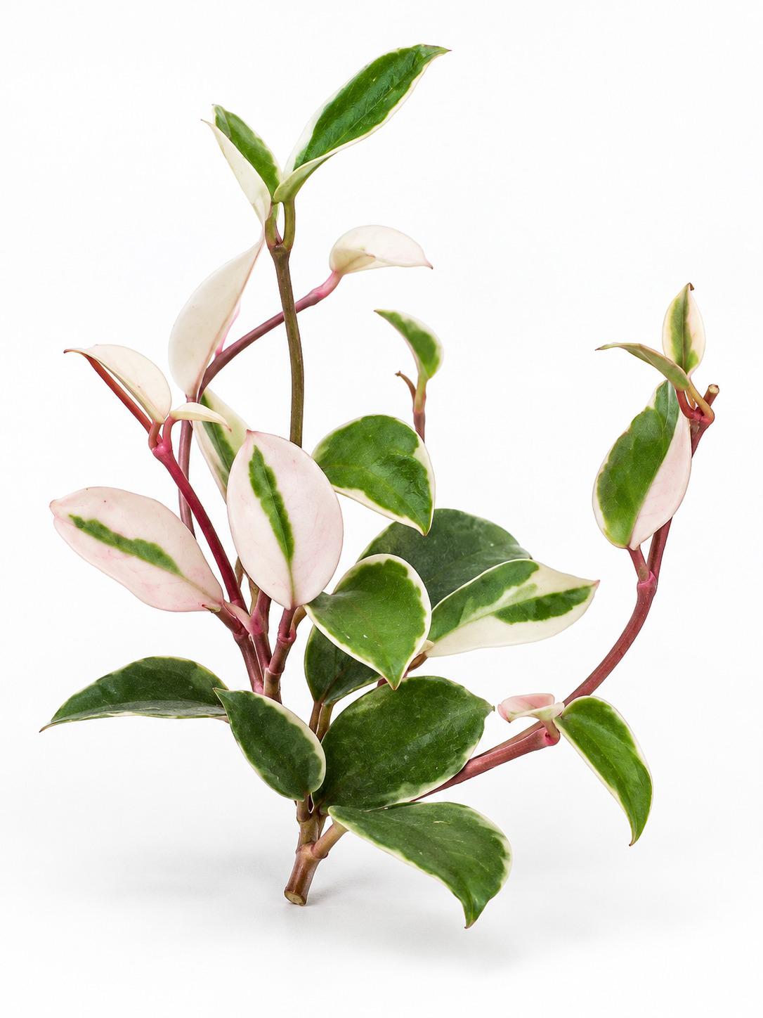 Hoya Carnosa Variegated Amore cutting