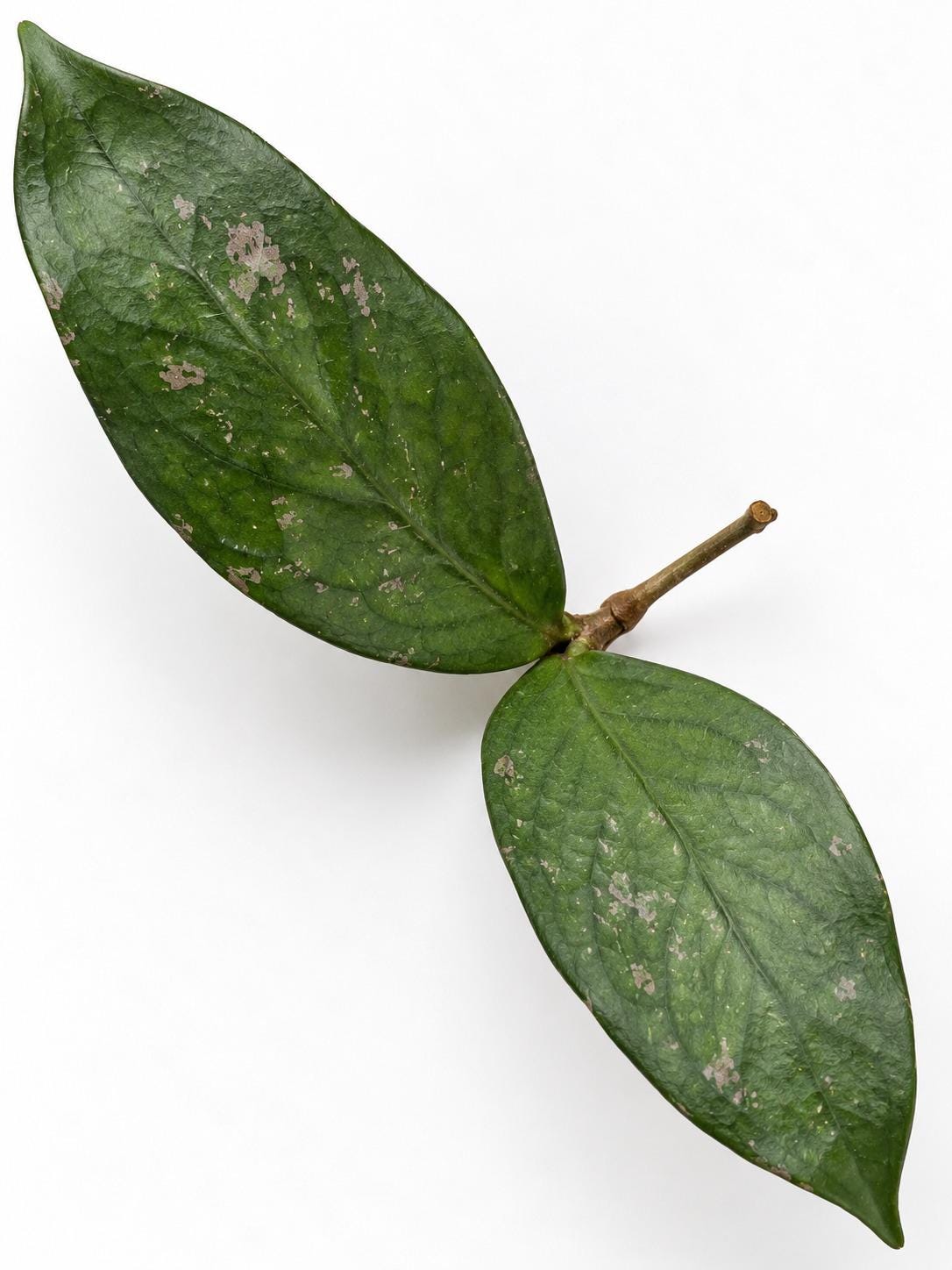 Hoya Forbesii cutting photo 2