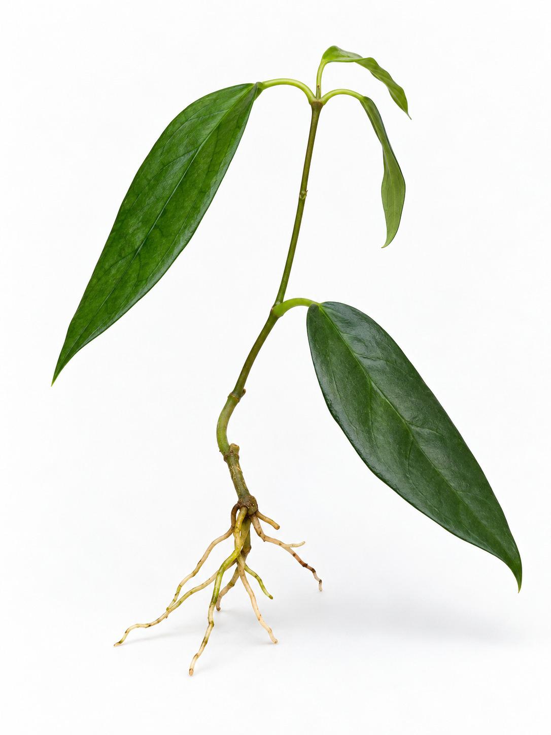 Hoya Archboldiana cutting