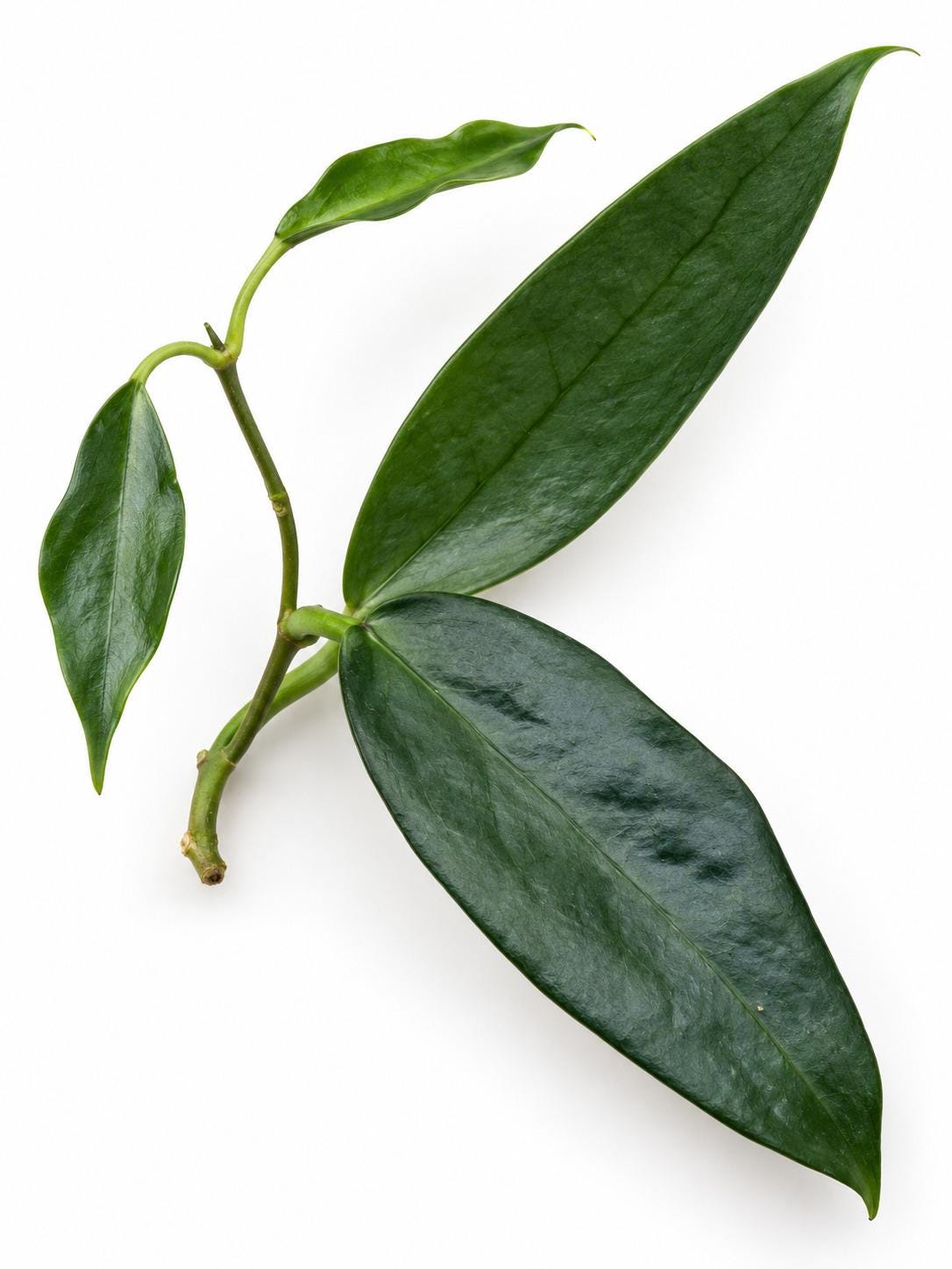 Hoya Archboldiana cutting photo 2