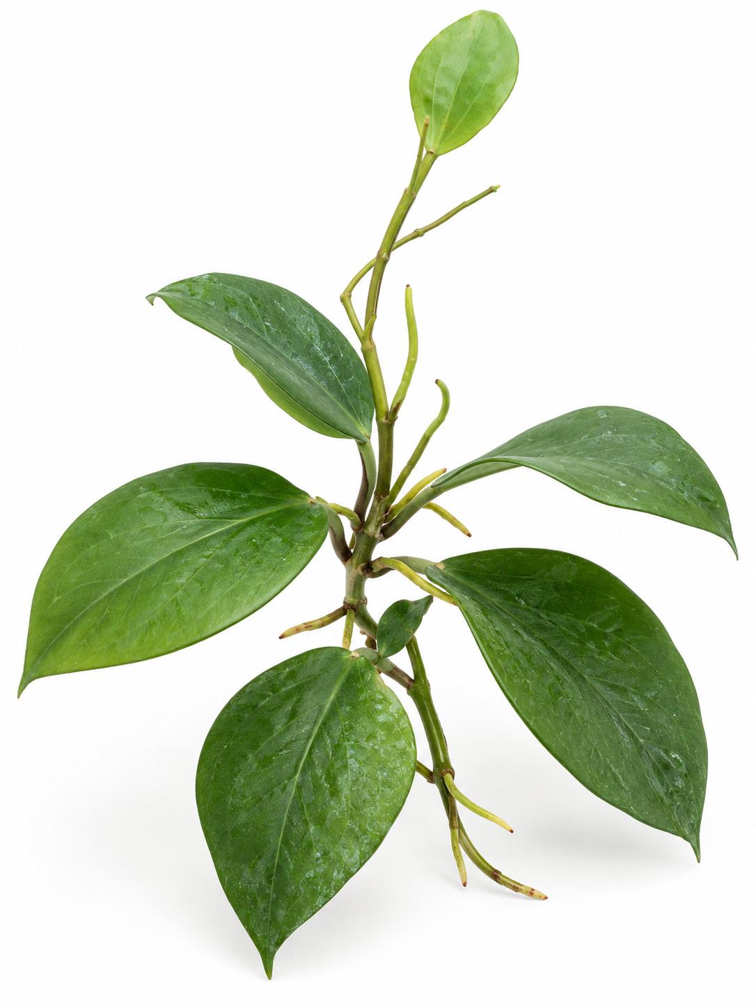 Hoya Glabra cutting