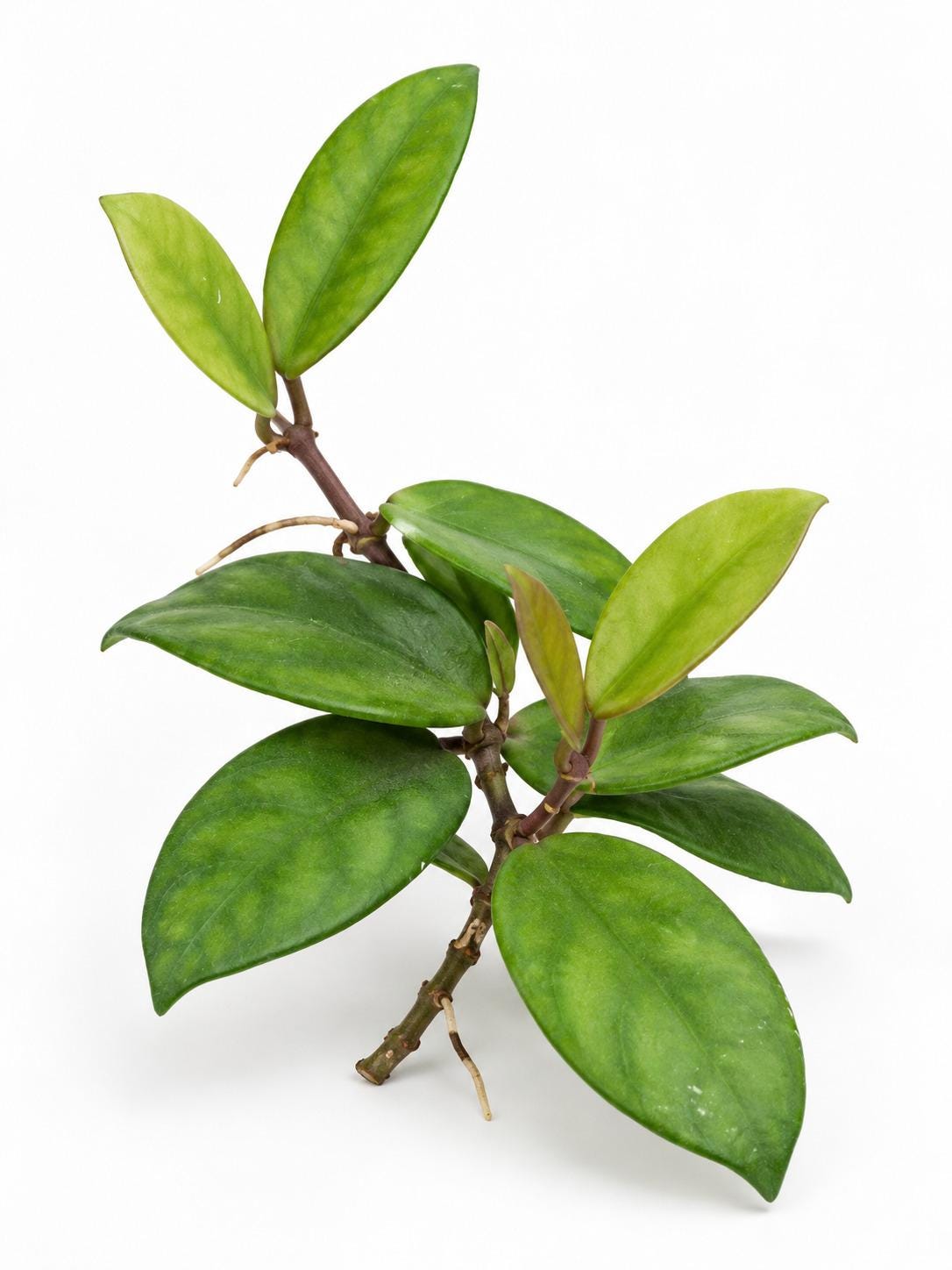 Hoya Motoskei cutting
