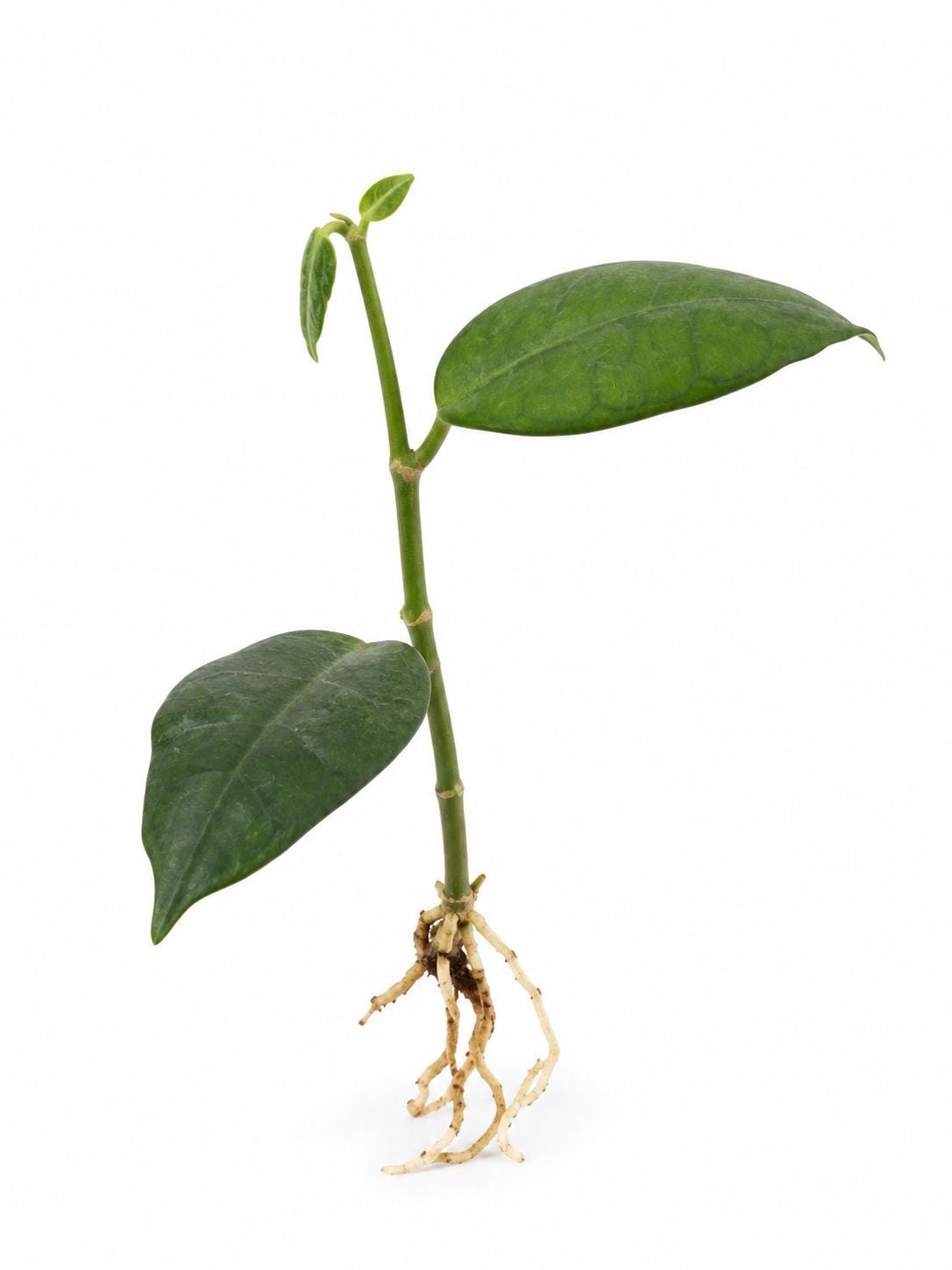 Hoya Black Star cutting
