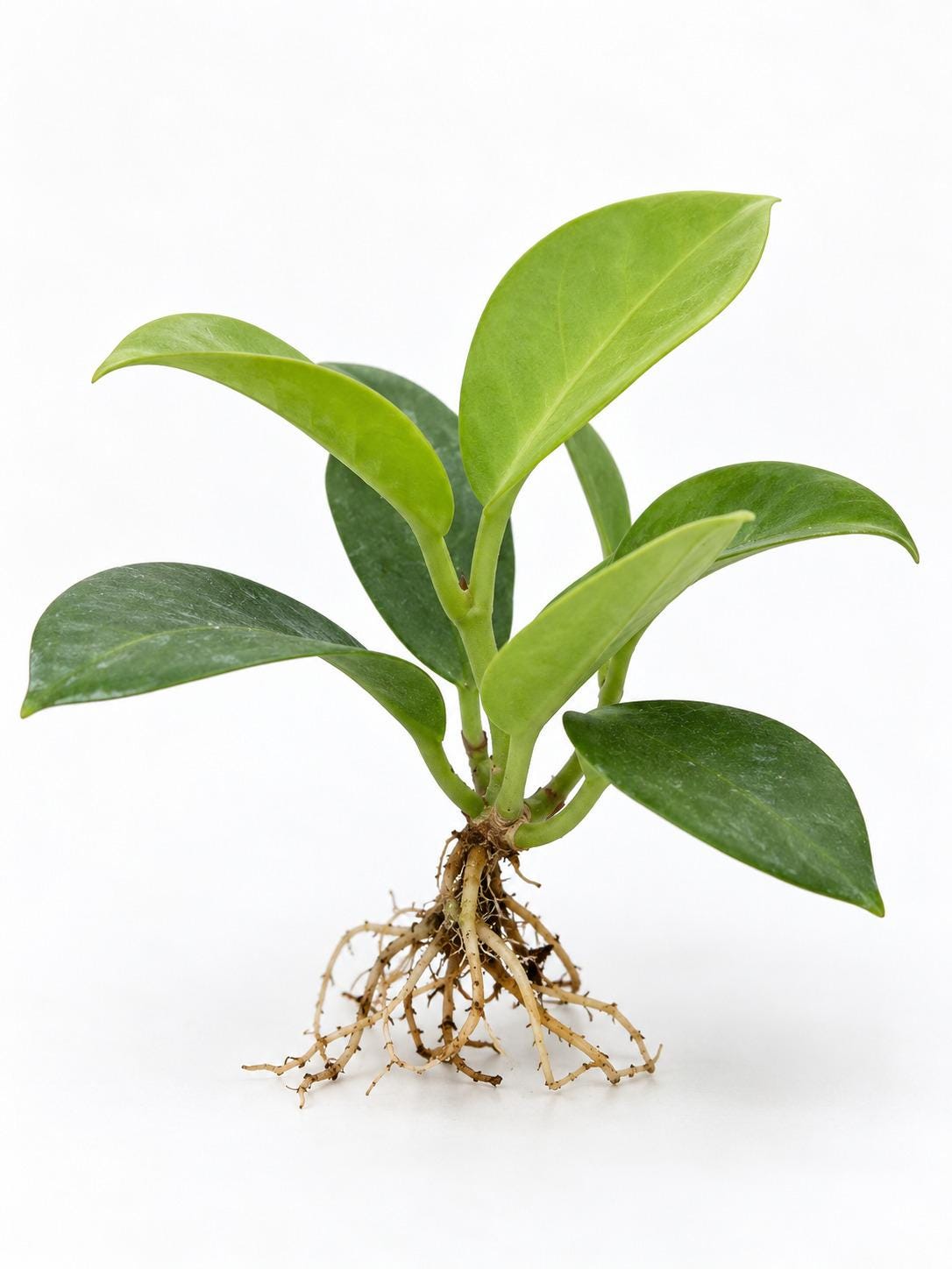 Hoya Skinneriana cutting