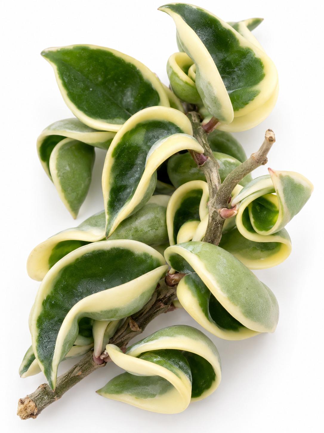 Hoya Carnosa Compacta Variegated Hindu Rope cutting photo 2