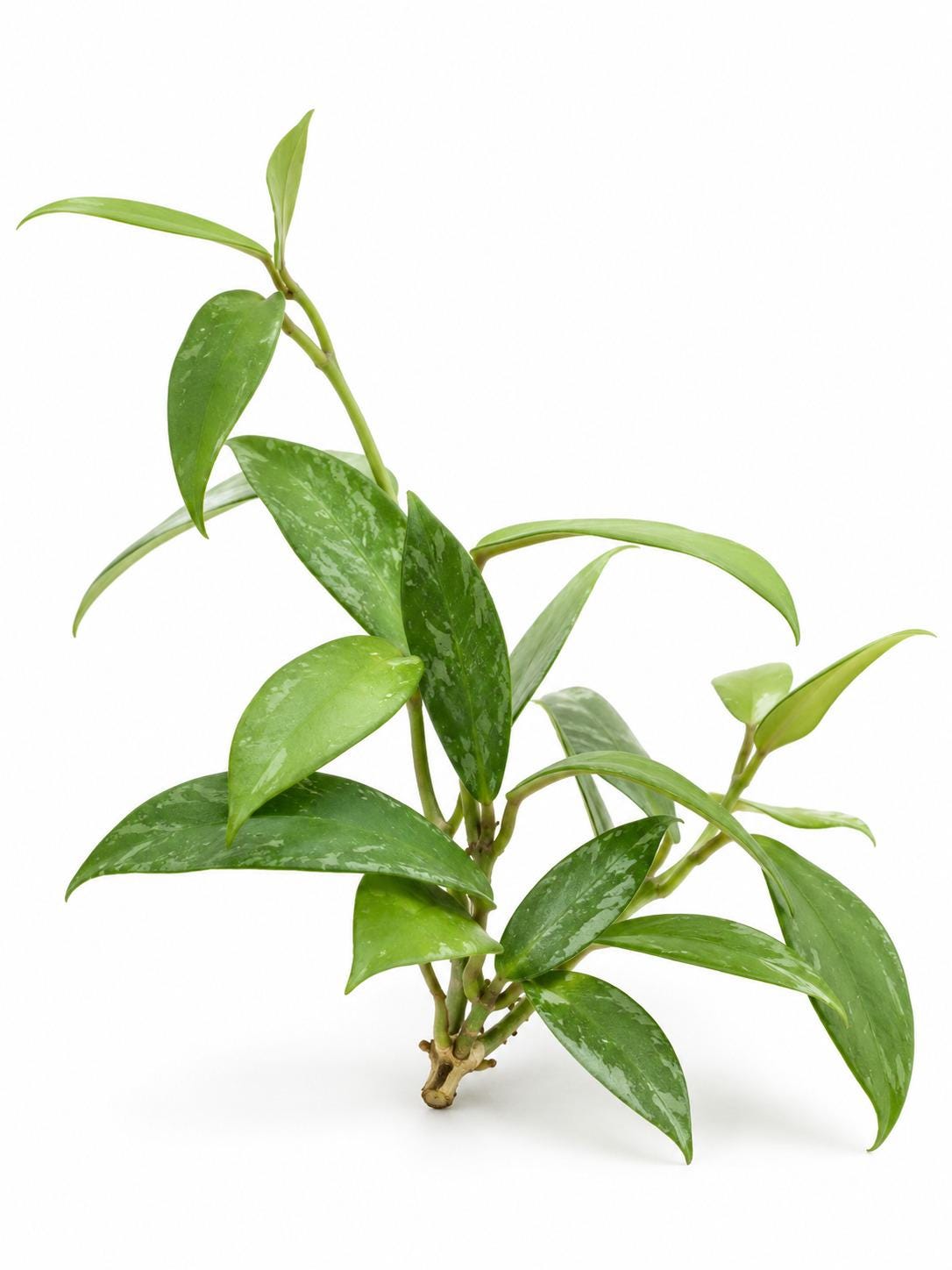 Hoya Gracilis cutting