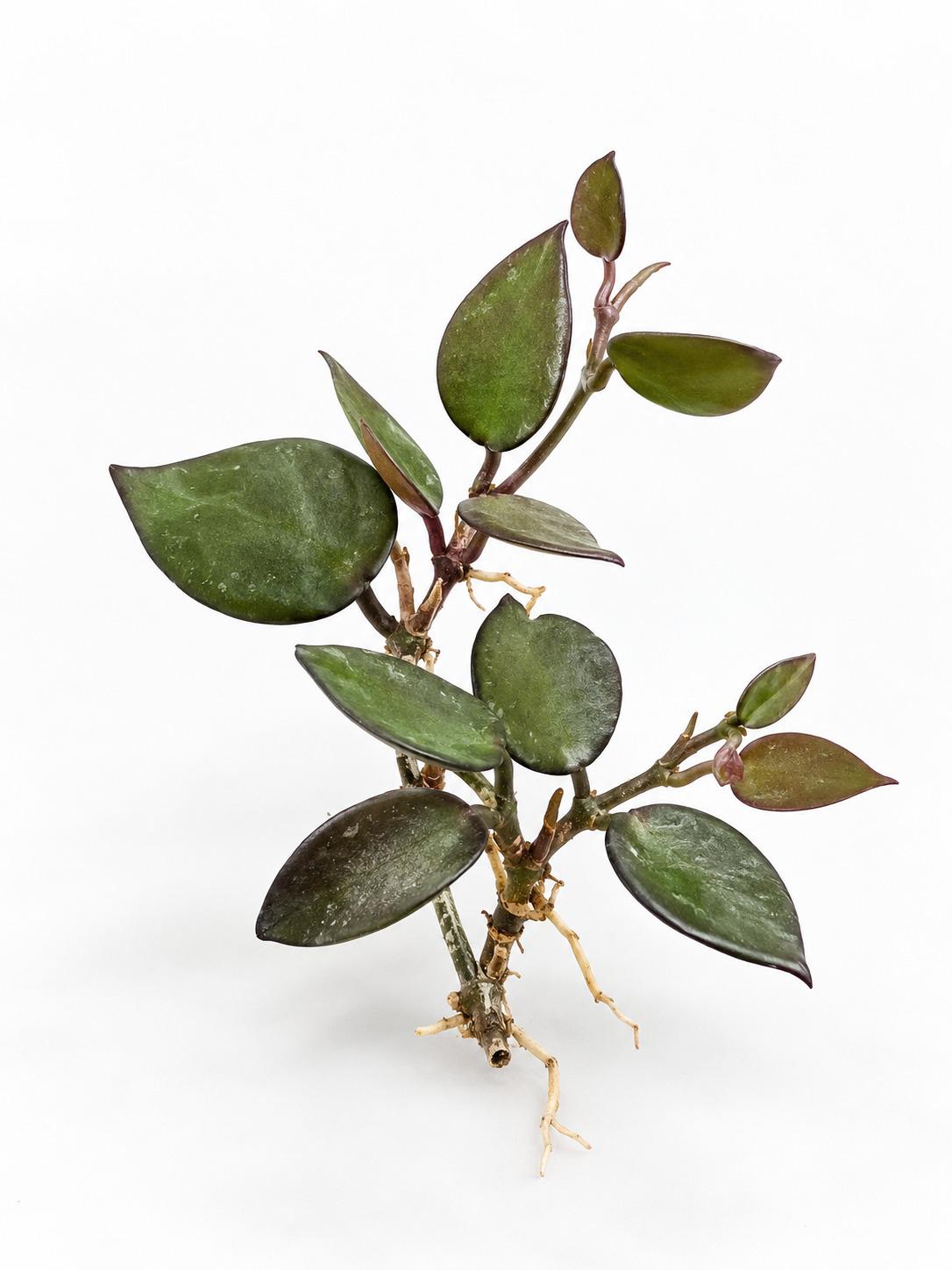 Hoya Krohniana Black cutting