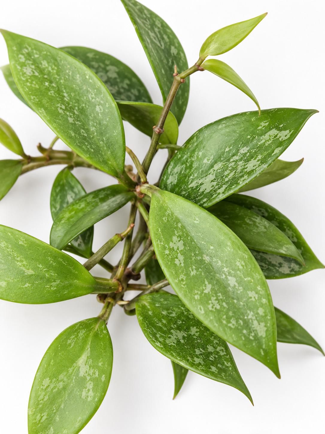 Hoya Gracilis cutting photo 2