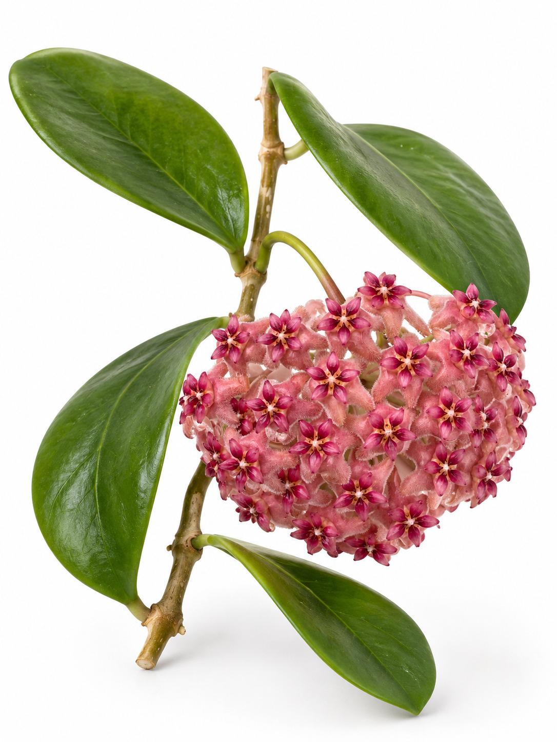 Hoya Kicki cutting