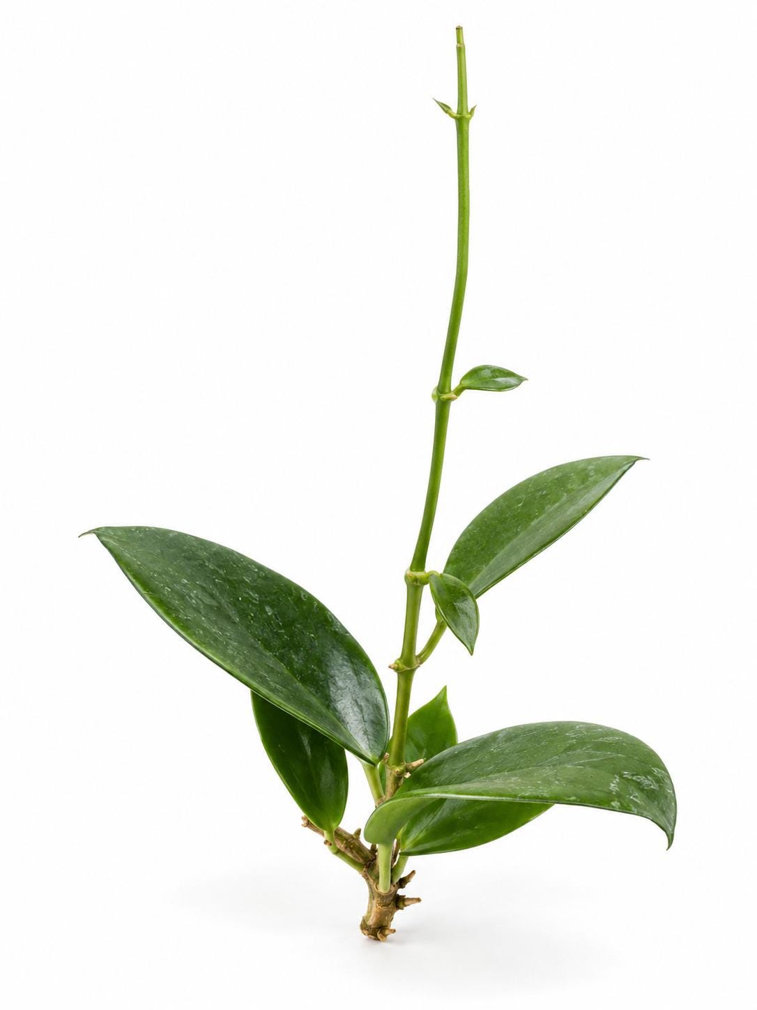 Hoya Idaho cutting
